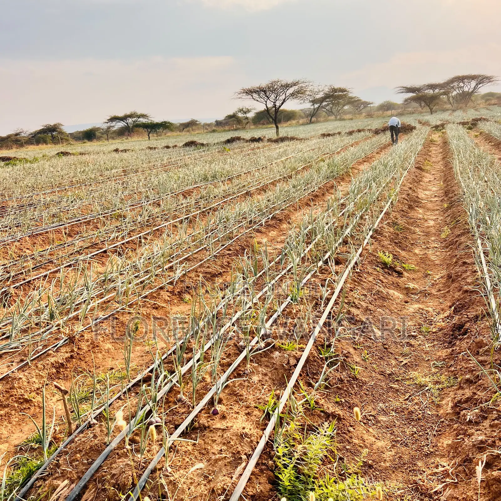 50*100 Plots for Sale in Nguirubi Thigio at
