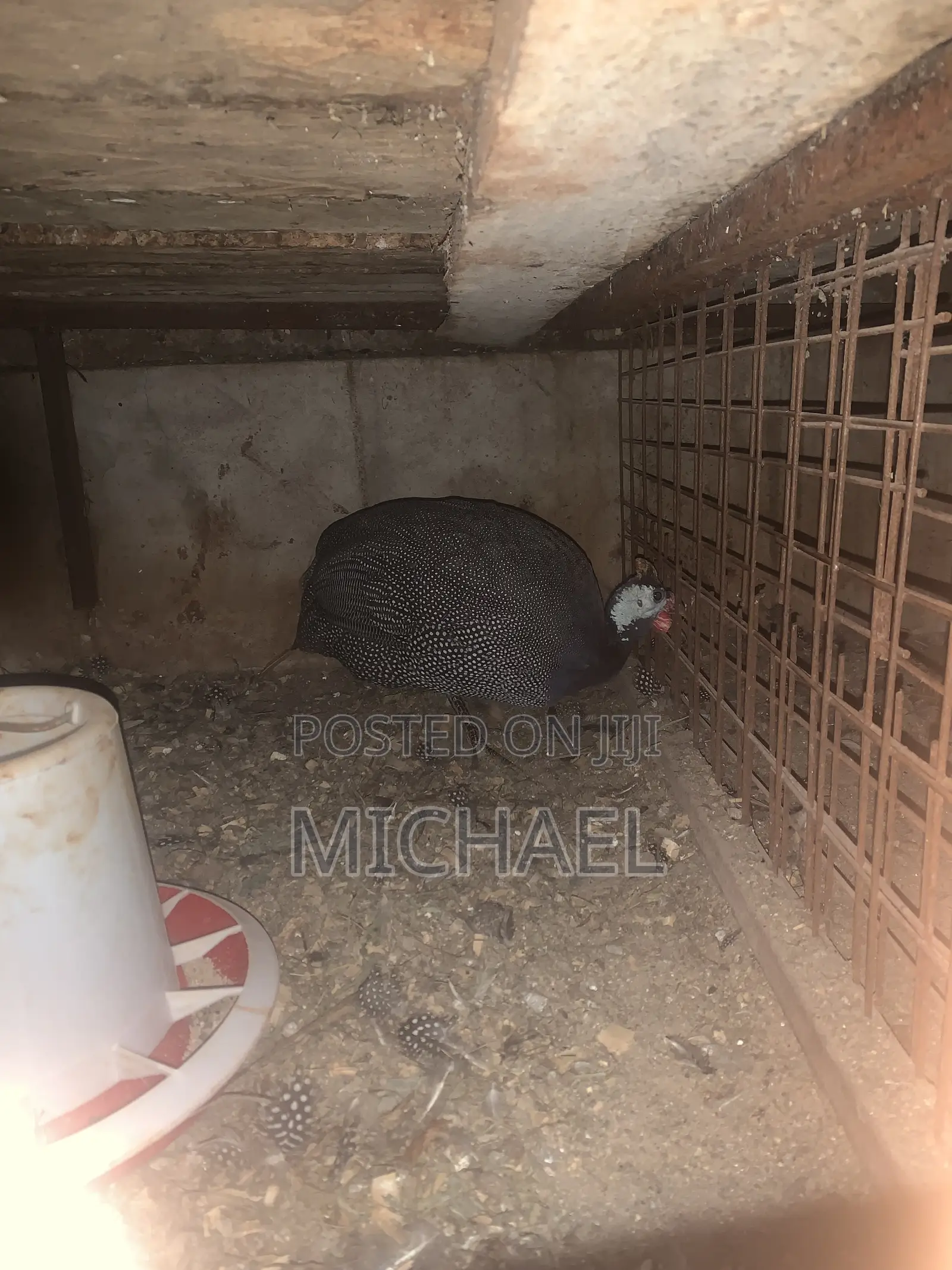 Guinea Fowl