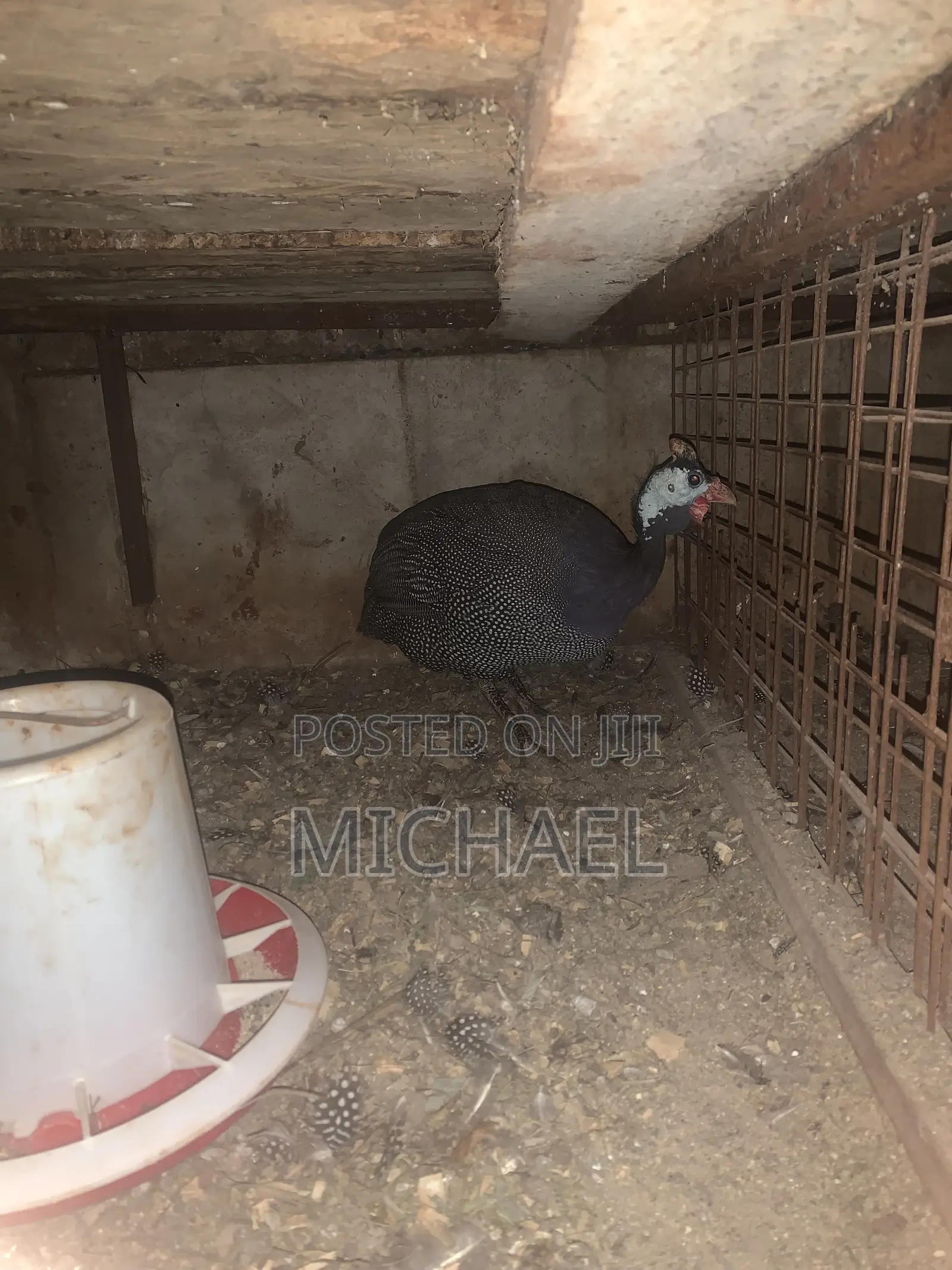 Guinea Fowl