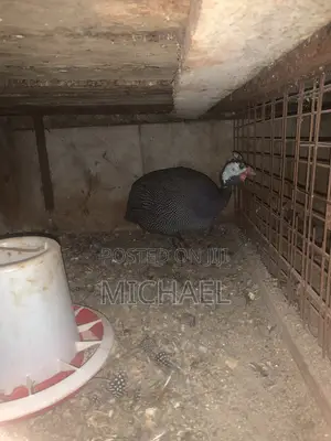 Guinea Fowl