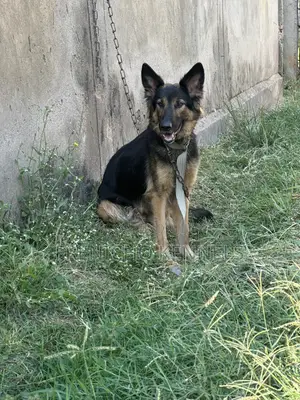 1-3 months Female Purebred German Shepherd
