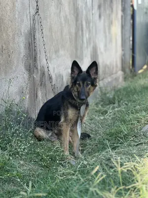 1-3 months Female Purebred German Shepherd