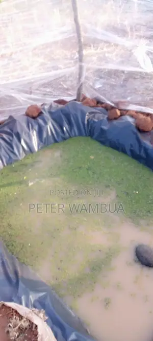 Azolla Seedlings