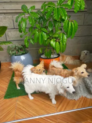 6-12 months Male Purebred Japanese Spitz