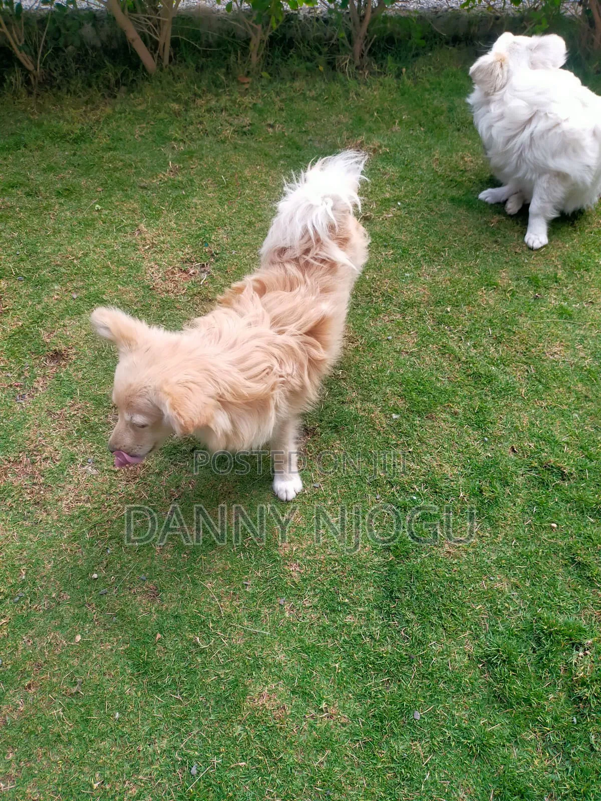 6-12 months Male Purebred Japanese Spitz