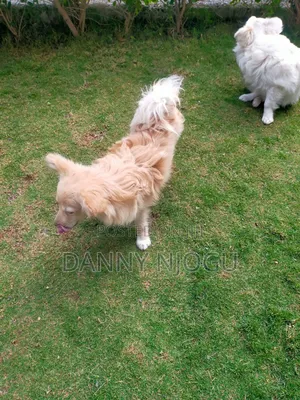 6-12 months Male Purebred Japanese Spitz
