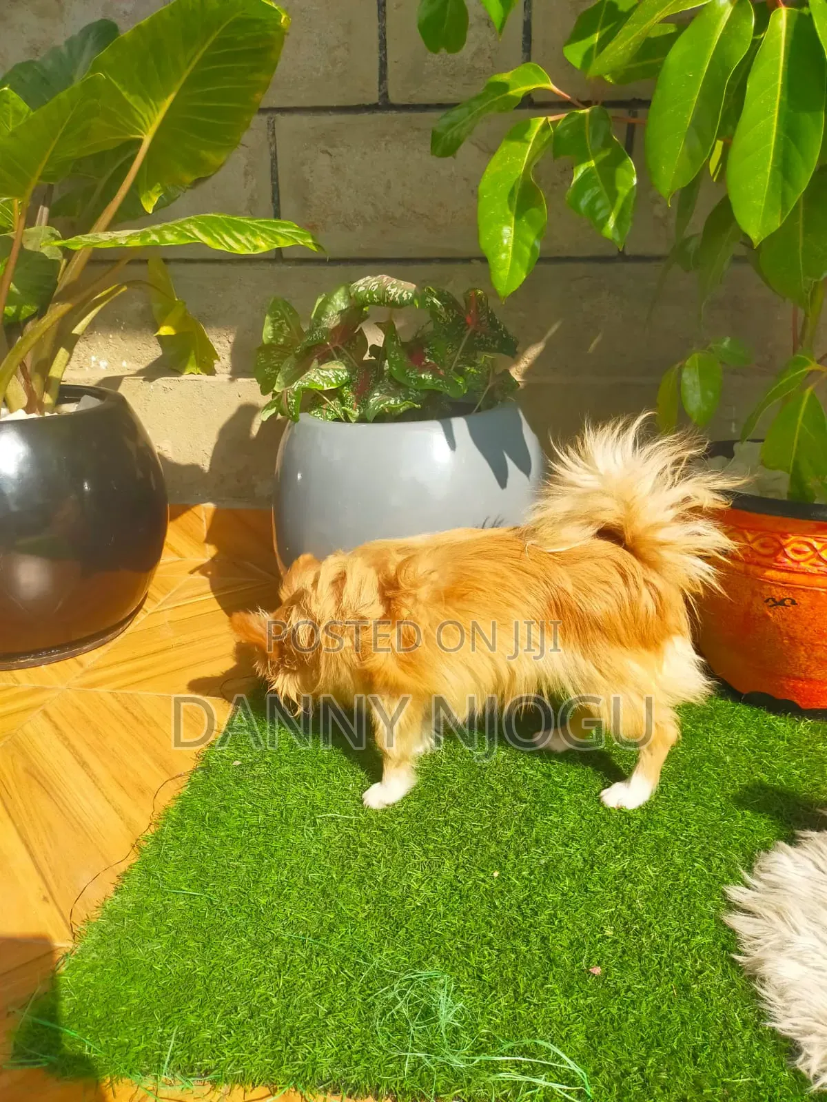 6-12 months Male Purebred Japanese Spitz