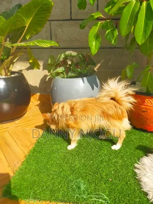 6-12 months Male Purebred Japanese Spitz