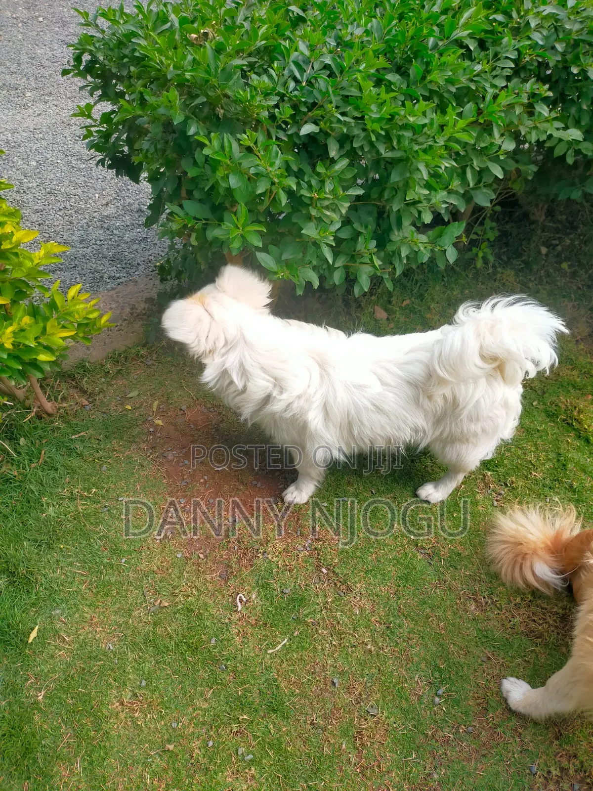 6-12 months Male Purebred Japanese Spitz