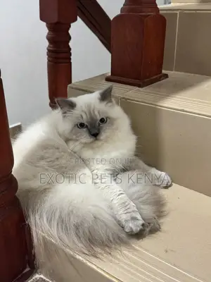3-6 months Male Purebred Persian