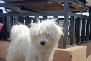 3-6 months Male Purebred Bichon Frise