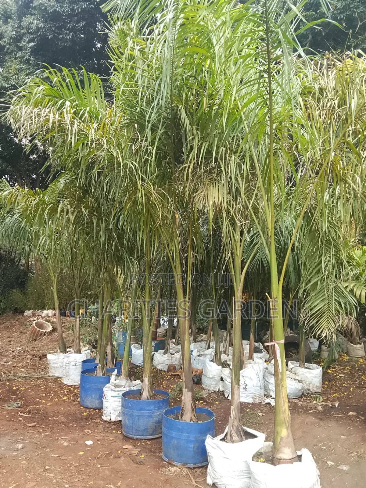 Tall Royal Palm