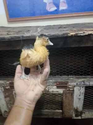 Baby Ducks
