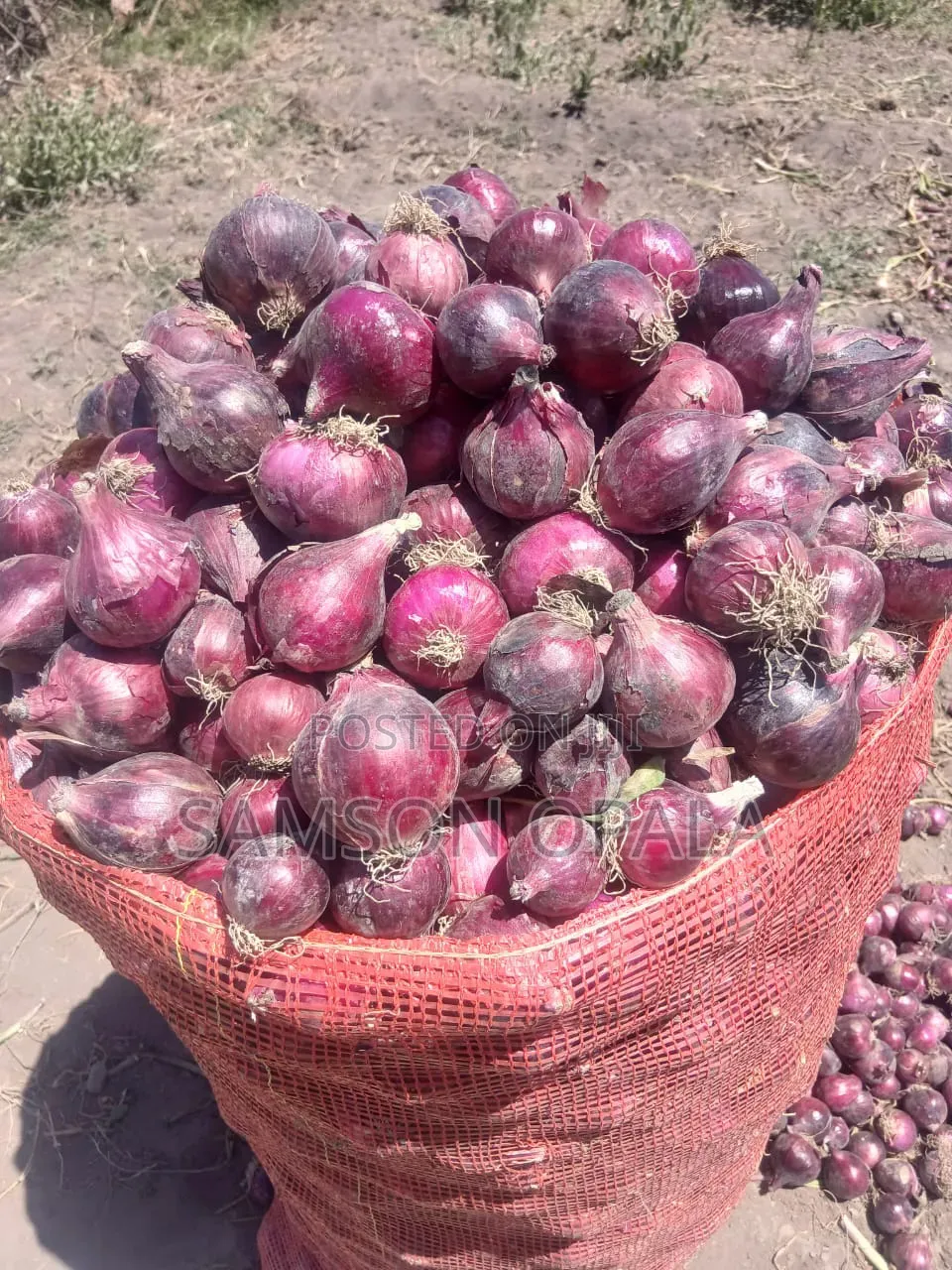 Organic Farming Training and Agronomy Services