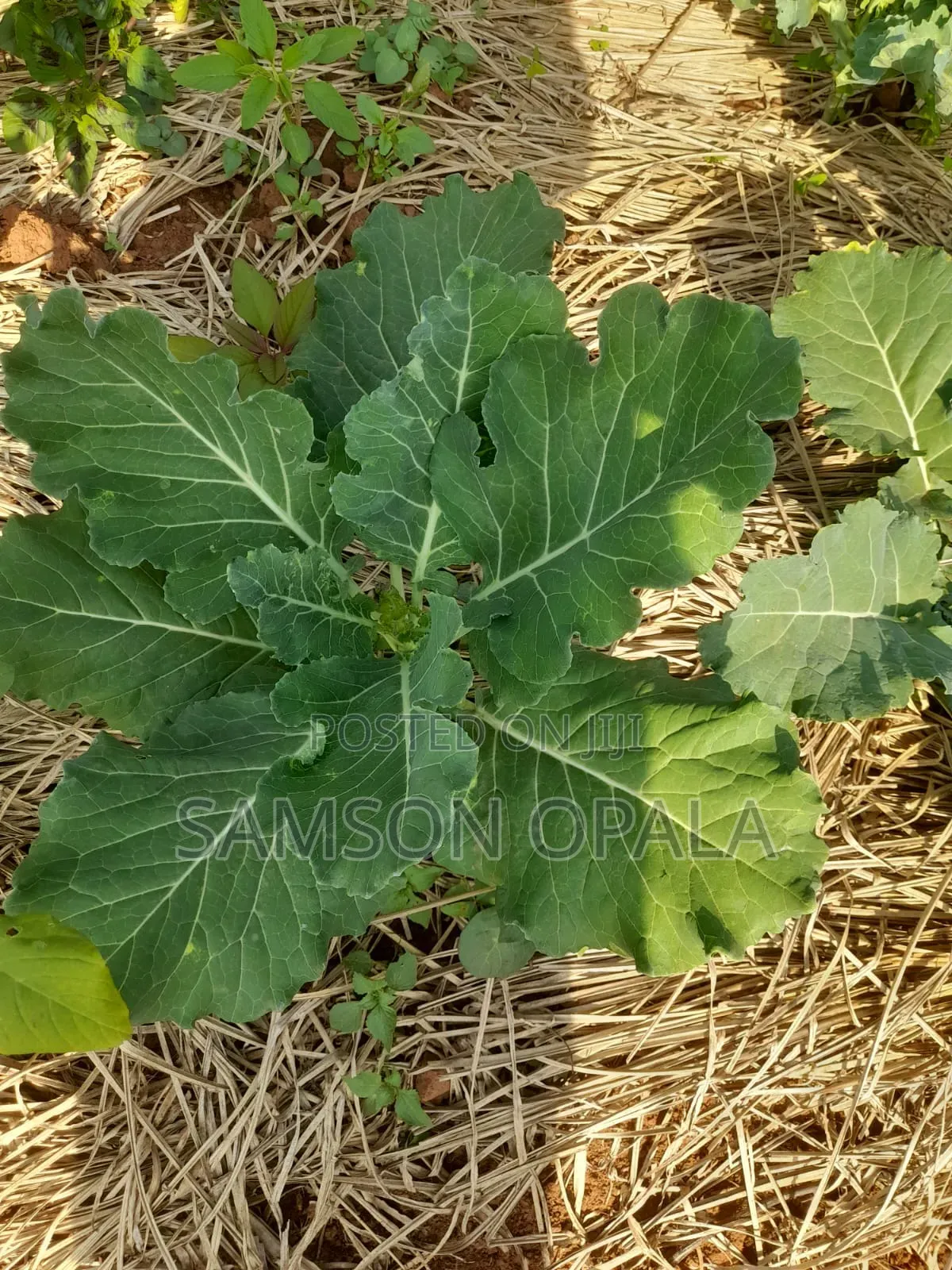 Organic Farming Training and Agronomy Services