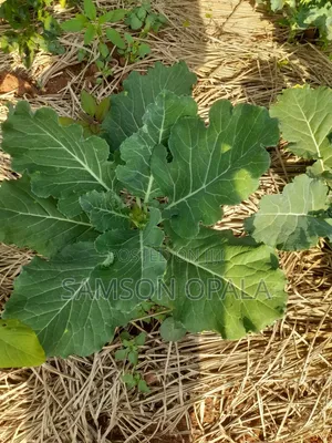 Organic Farming Training and Agronomy Services