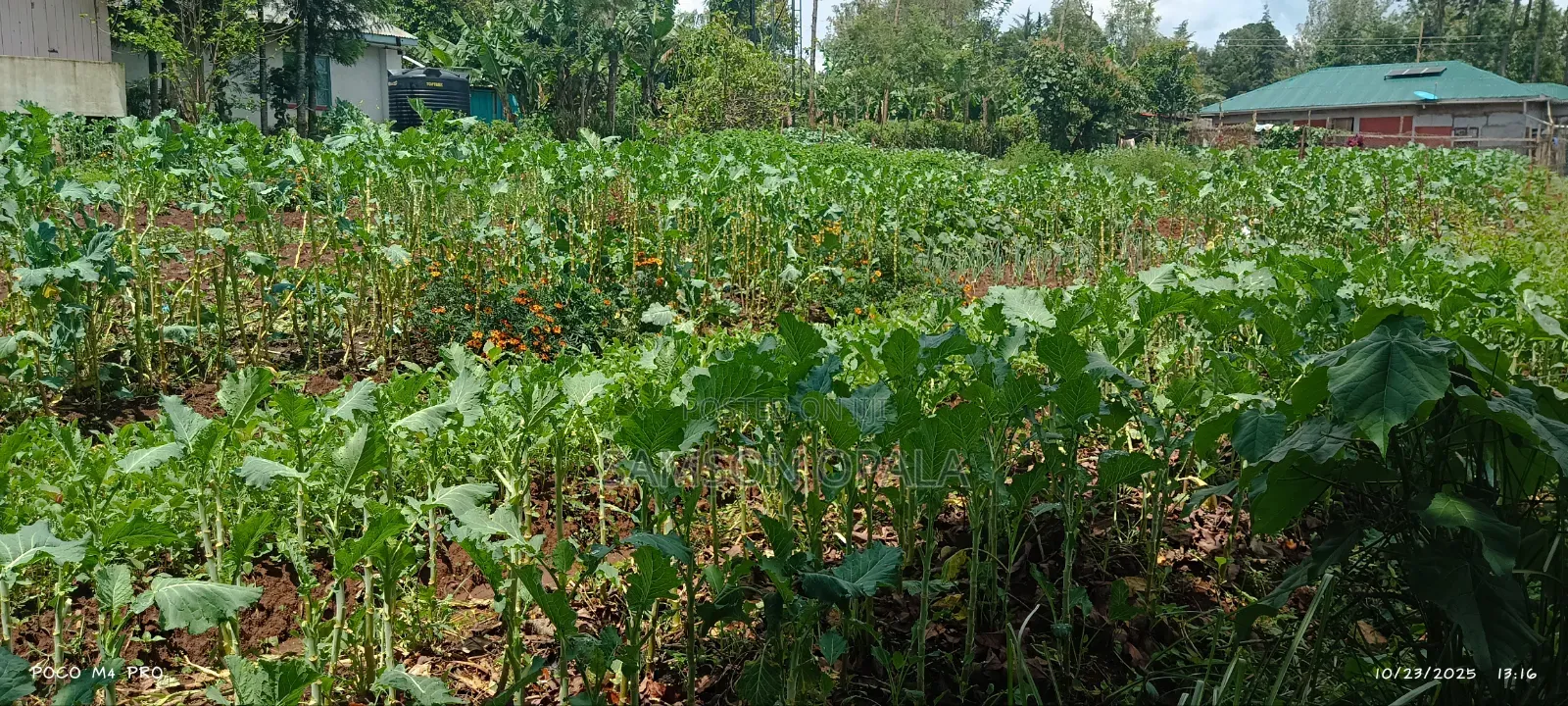 Organic Farming Training and Agronomy Services
