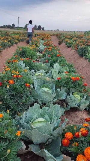 Organic Farming Training and Agronomy Services