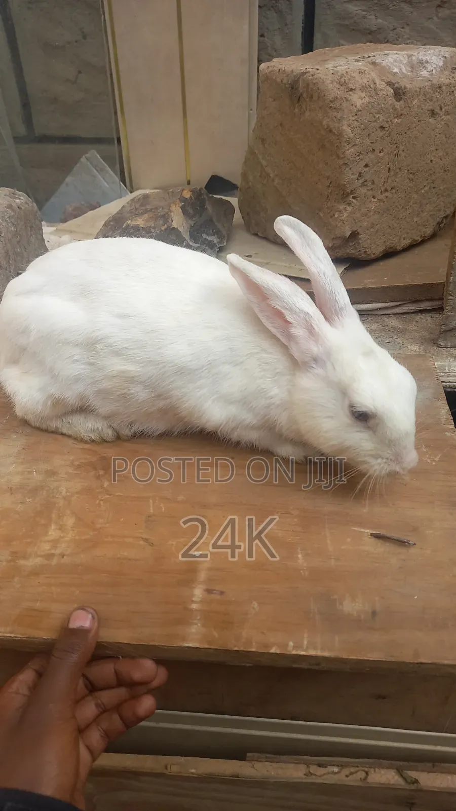 Rabbit Mixed Bread