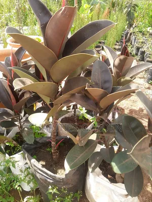 Rubber Plant