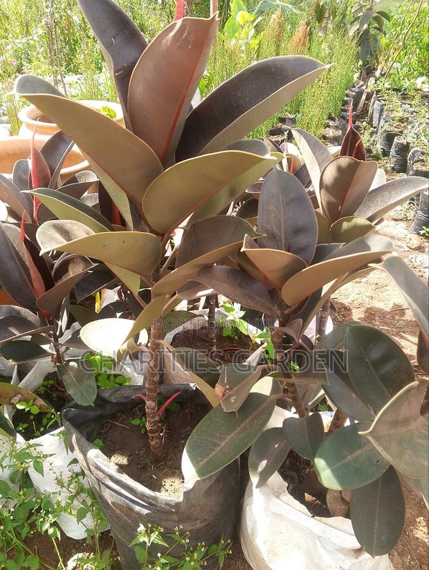 Rubber Plant