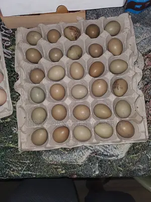 Fertilized India Blue Peacock Eggs