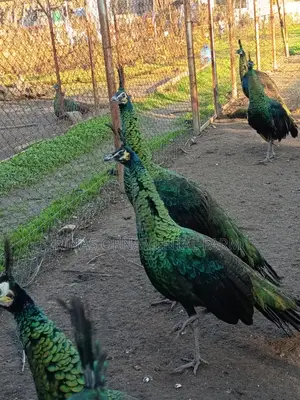Fertilized India Blue Peacock Eggs