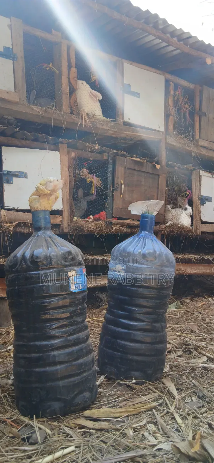 Rabbit Urine