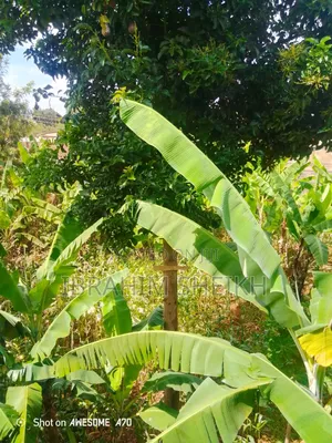 4 Acres at Kaanwa- Chuka