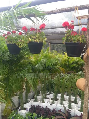 Hanging Basket