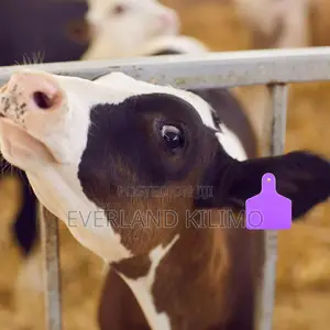 Medium Calf Identification Tag