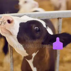 Medium Calf Identification Tag