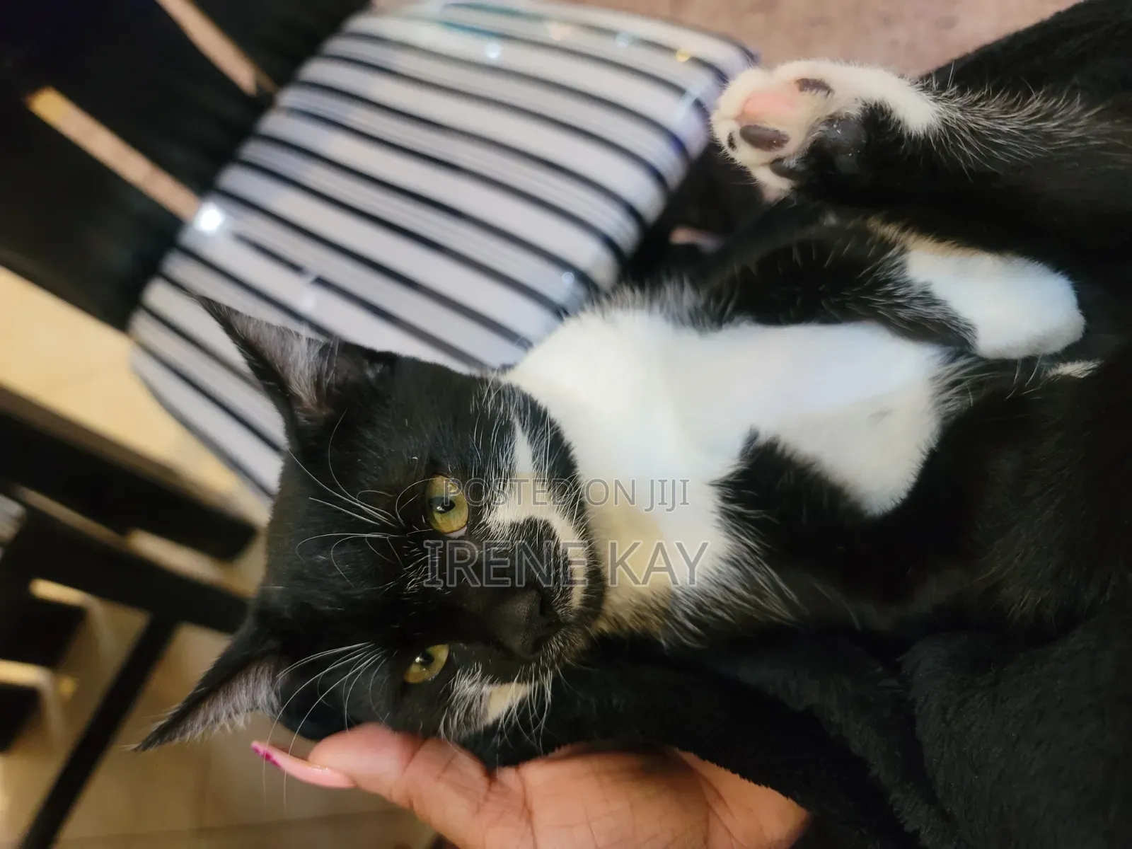 3-6 months Male Mixed Breed Tabby