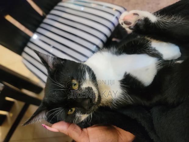 3-6 months Male Mixed Breed Tabby