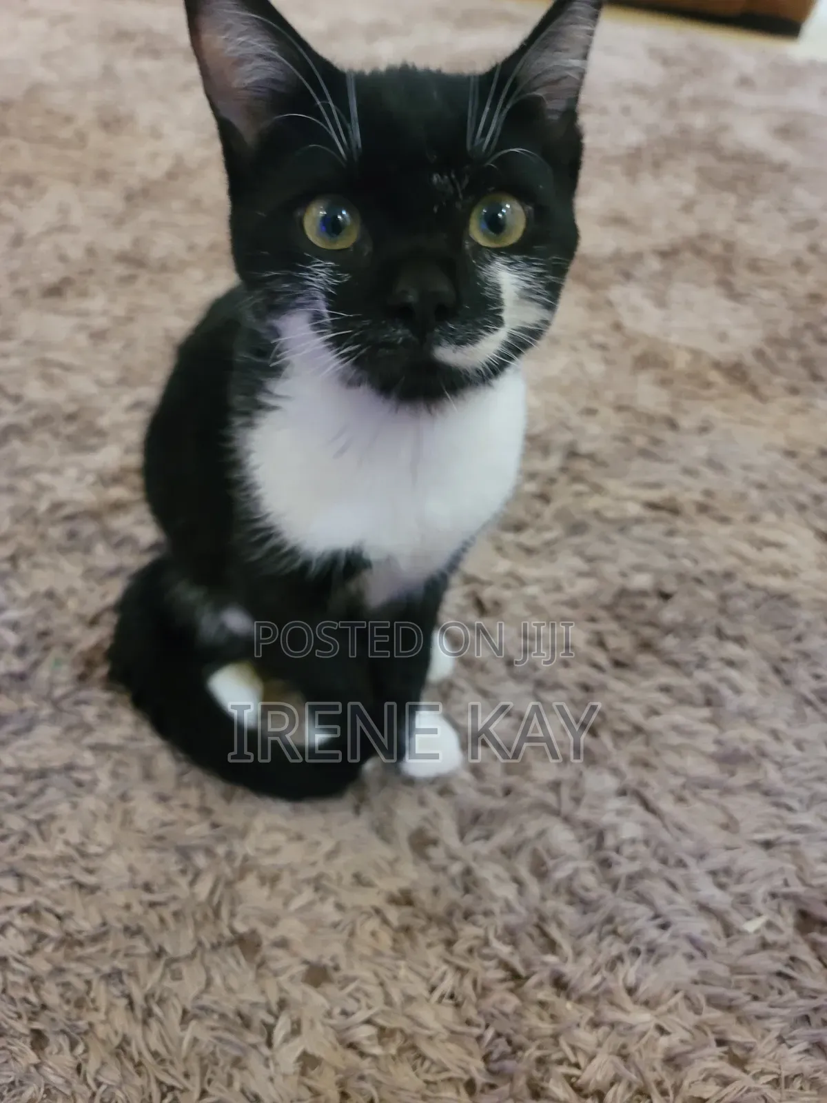 3-6 months Male Mixed Breed Tabby