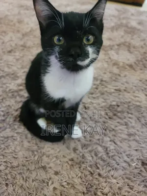 3-6 months Male Mixed Breed Tabby