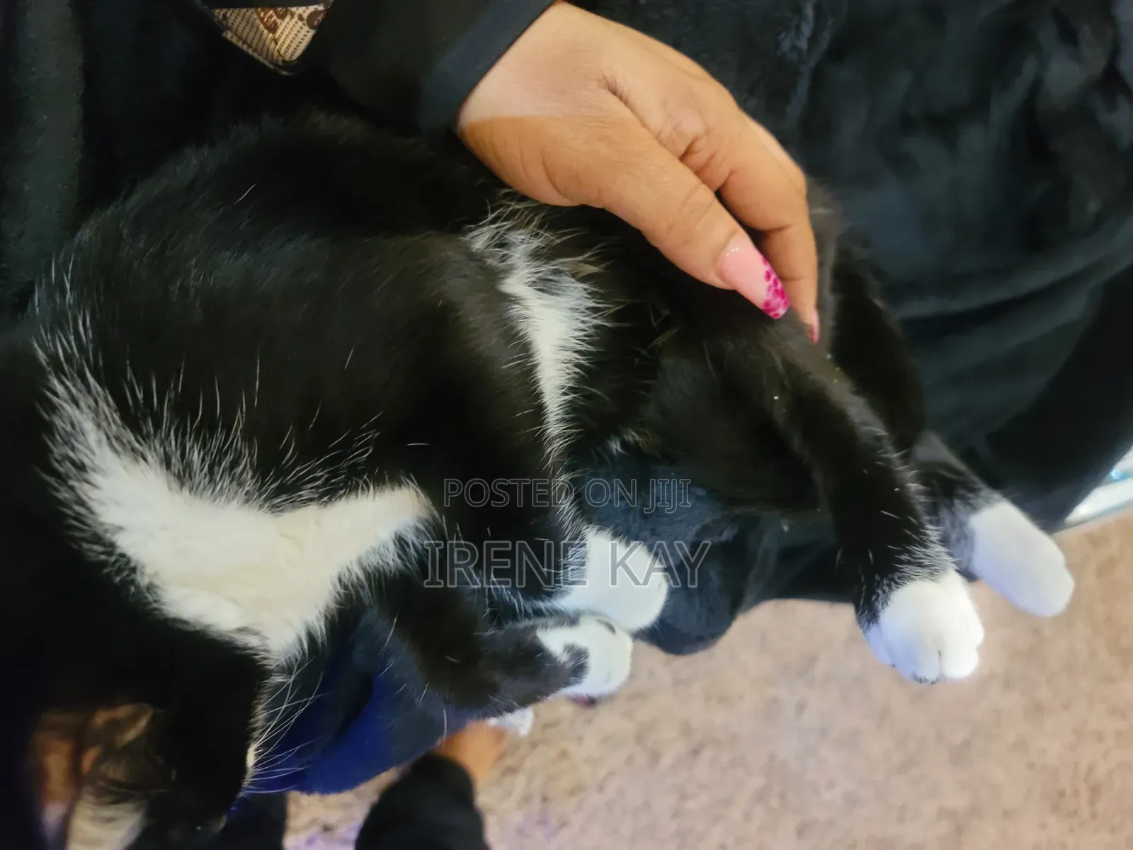 3-6 months Male Mixed Breed Tabby