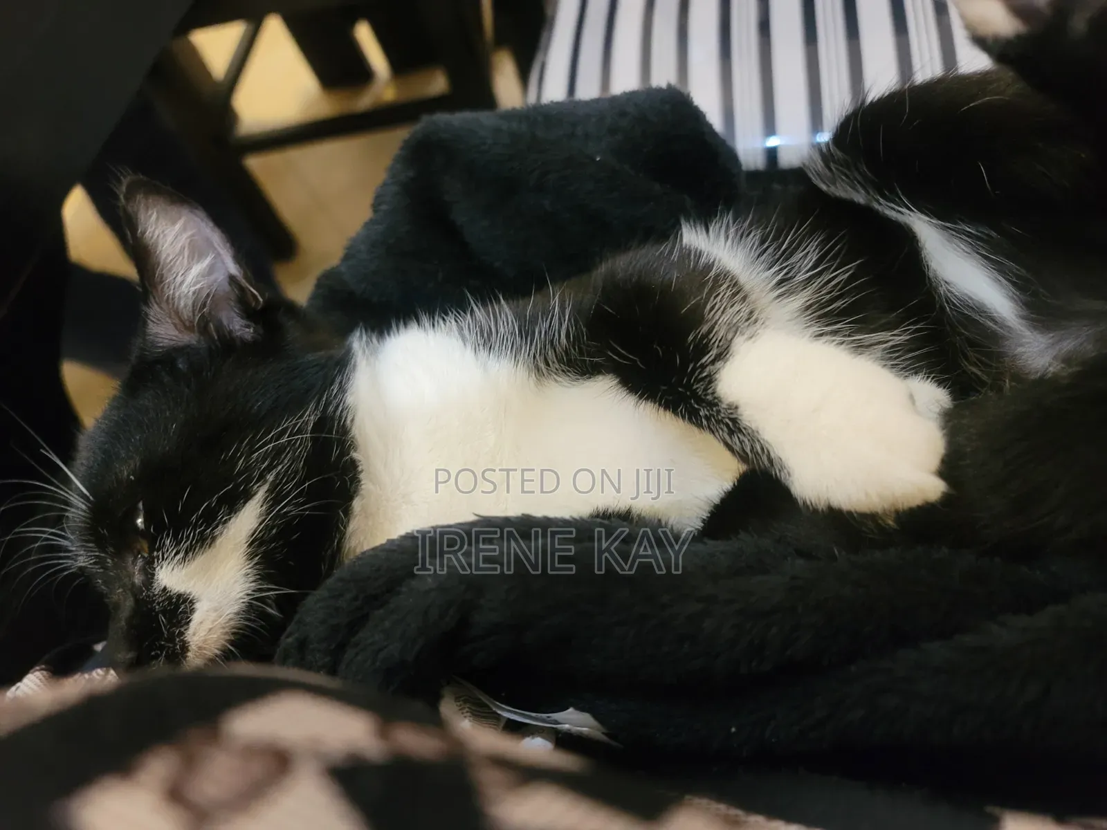 3-6 months Male Mixed Breed Tabby