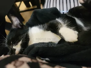 3-6 months Male Mixed Breed Tabby