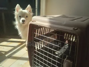 1+ year Male Purebred Japanese Spitz