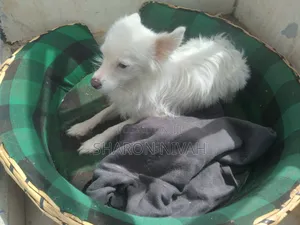 1+ year Male Purebred Japanese Spitz