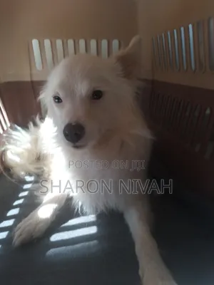1+ year Male Purebred Japanese Spitz