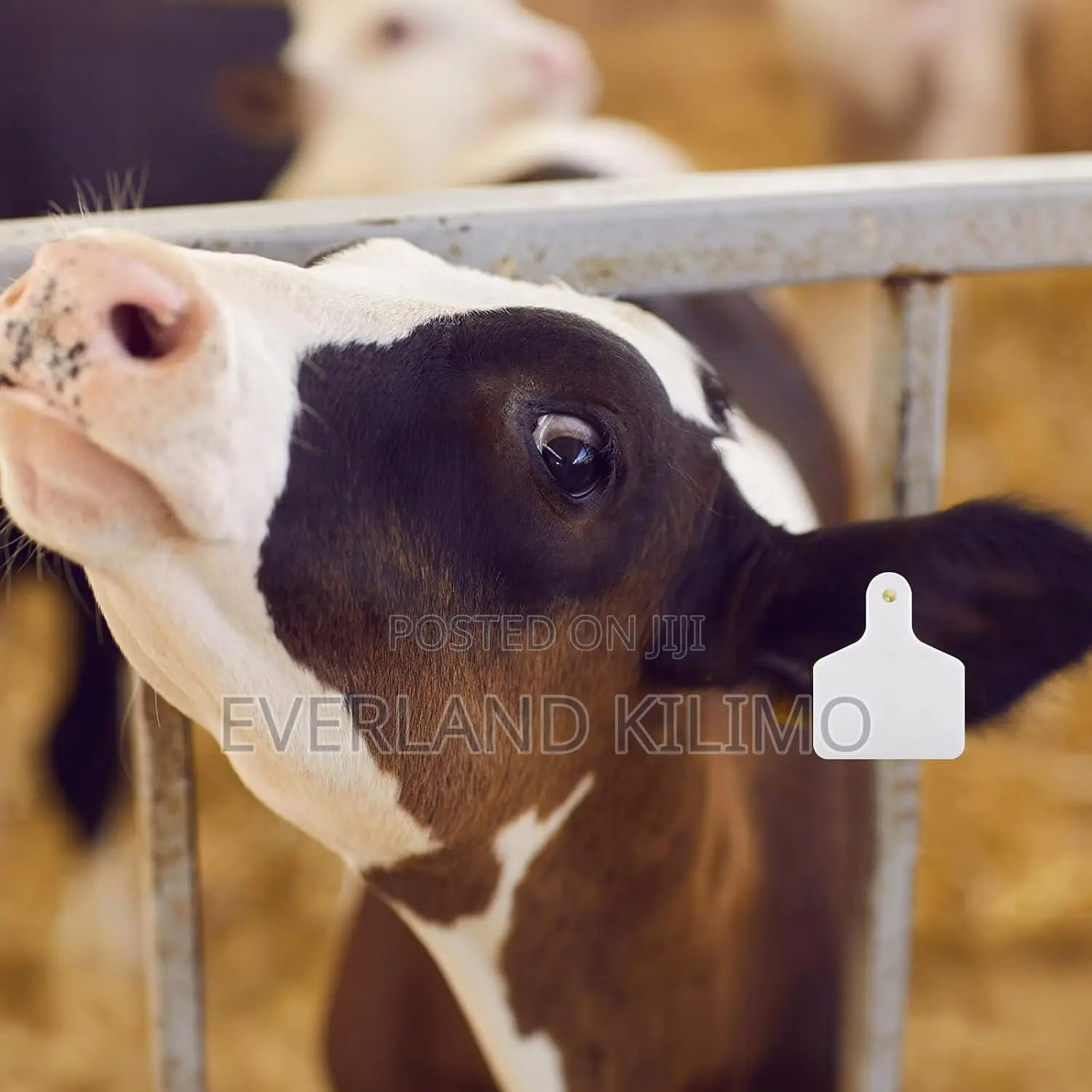Herd Management White Ear Tag for Cattles
