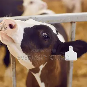 Herd Management White Ear Tag for Cattles