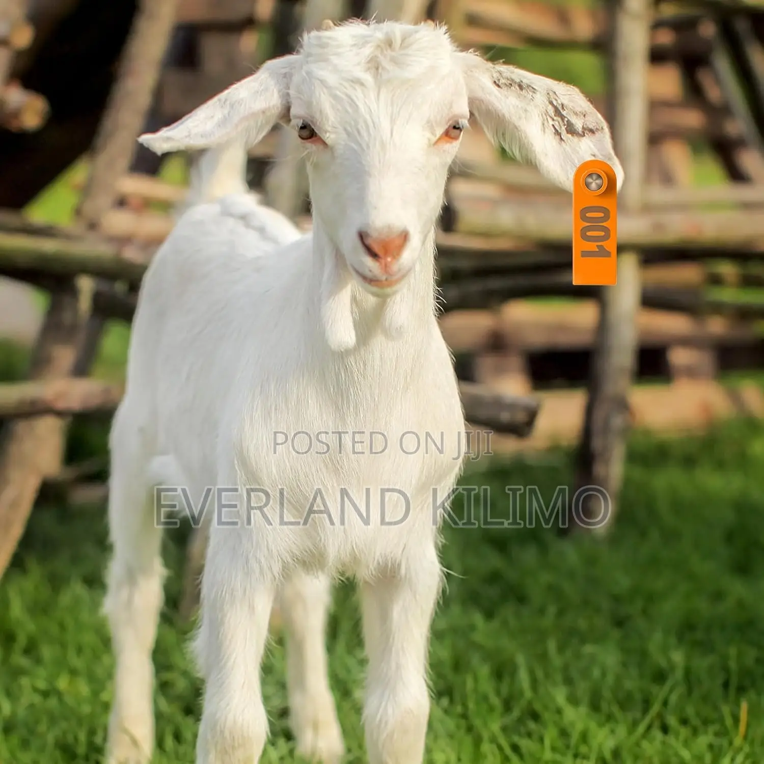 Sheep Slim Ear Tags