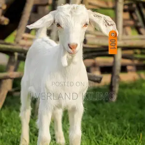 Sheep Slim Ear Tags