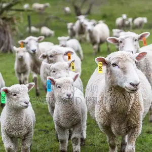 Ear Slim Tag for Pigs and Sheeps