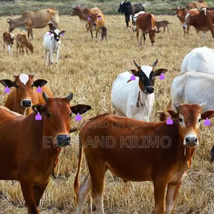 Ranch Identification Ear Tag - Medium Ear Tags
