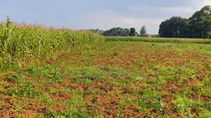 Over 85 Acres With Water Is Available for Lease in Nyandarua-Kasungu