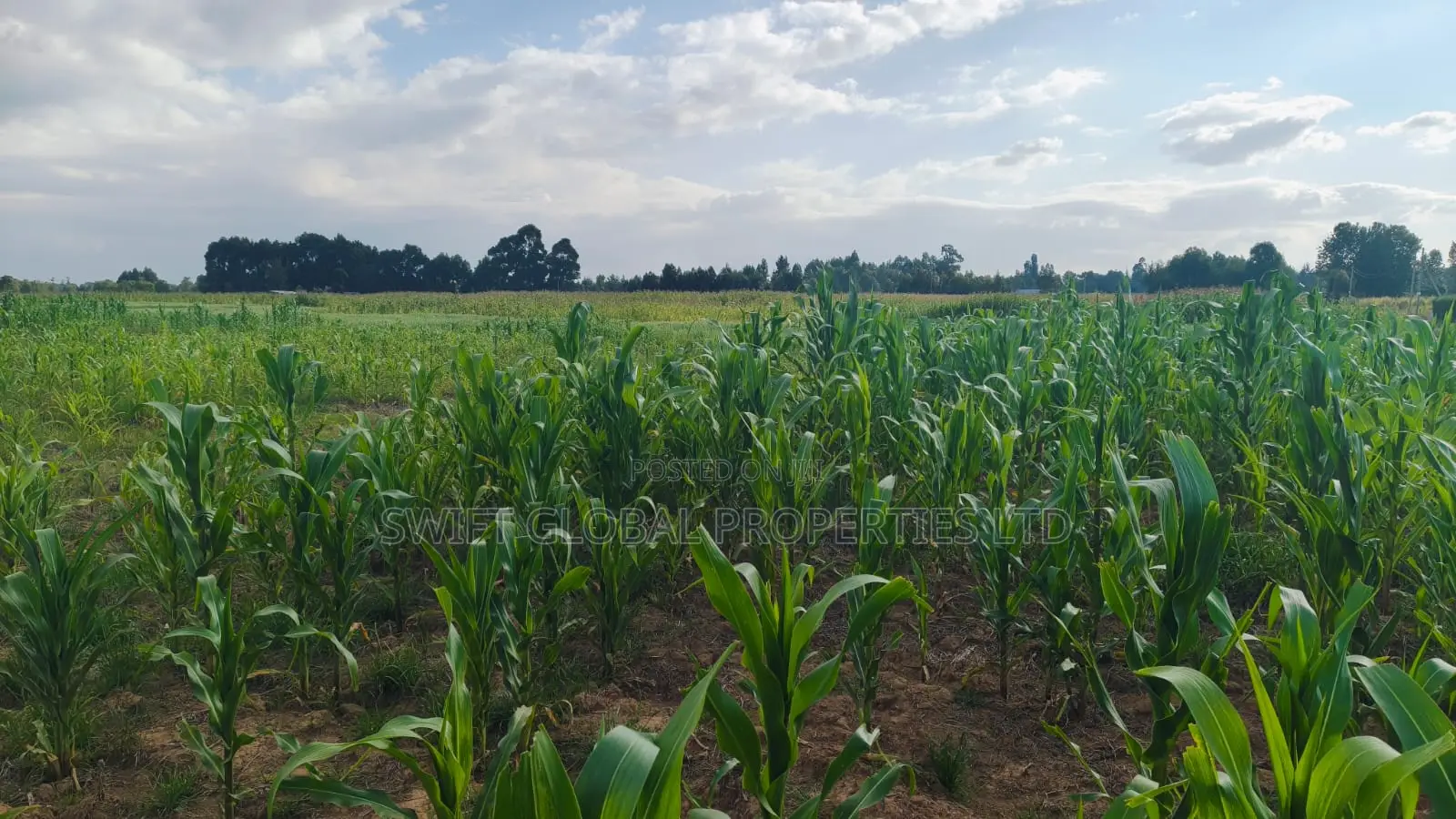 Over 85 Acres With Water Is Available for Lease in Nyandarua-Kasungu
